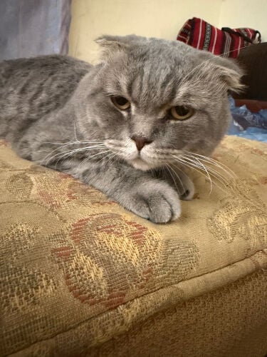 Scottish fold