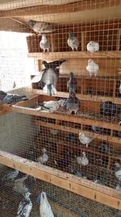 pigeons for sale 