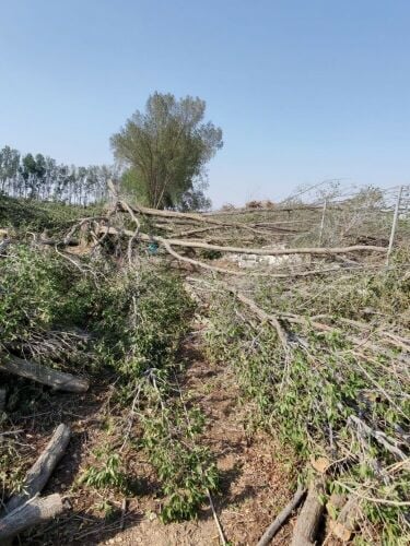 تقطيع شجر ونخل وعشب وتنسيق حديقه