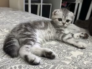 Scottish Fold Kitten