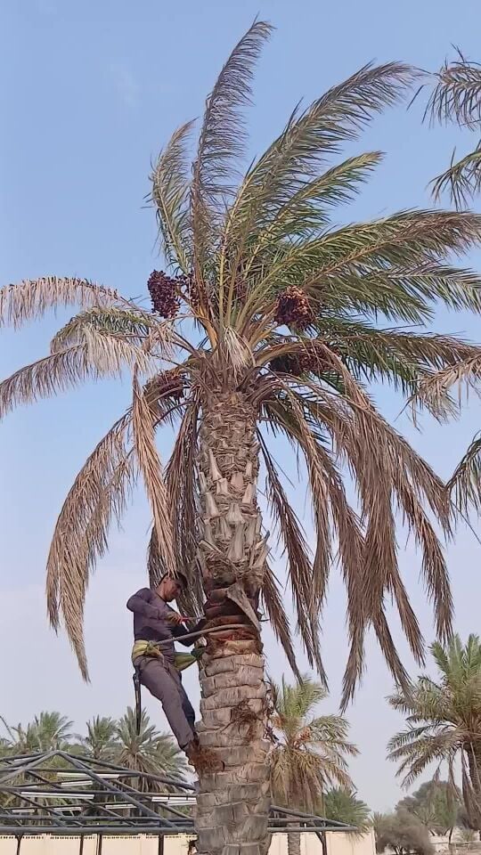 تنظيف النخيل بأنواعها المختلفة وإ