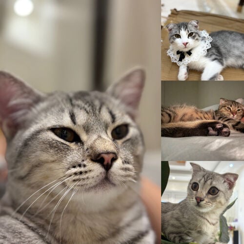 cat adoption