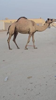 مهجنه