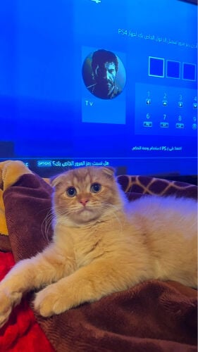 كتن سكتش 