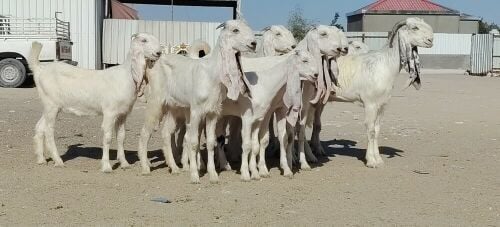 مطلووووب حلال