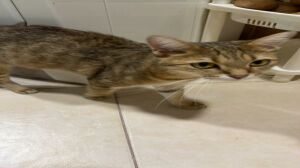 Adorable 1 year old full vaccinated 