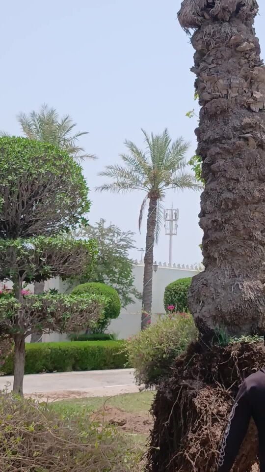 الاقتلاع لجميع أشجار وزراعتها