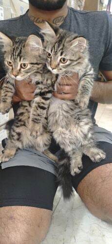 sebiren tabby and British long hair