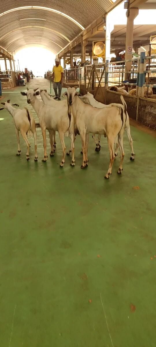Offer New Big India Goat