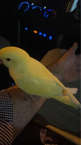 yellow ringneck