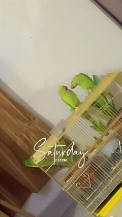 green ring neck 