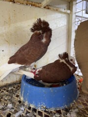 Good pigeon 