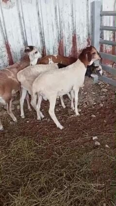 طليان بربر ذباح