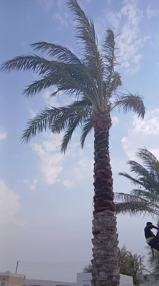 التكريب وتنظيف النخيل