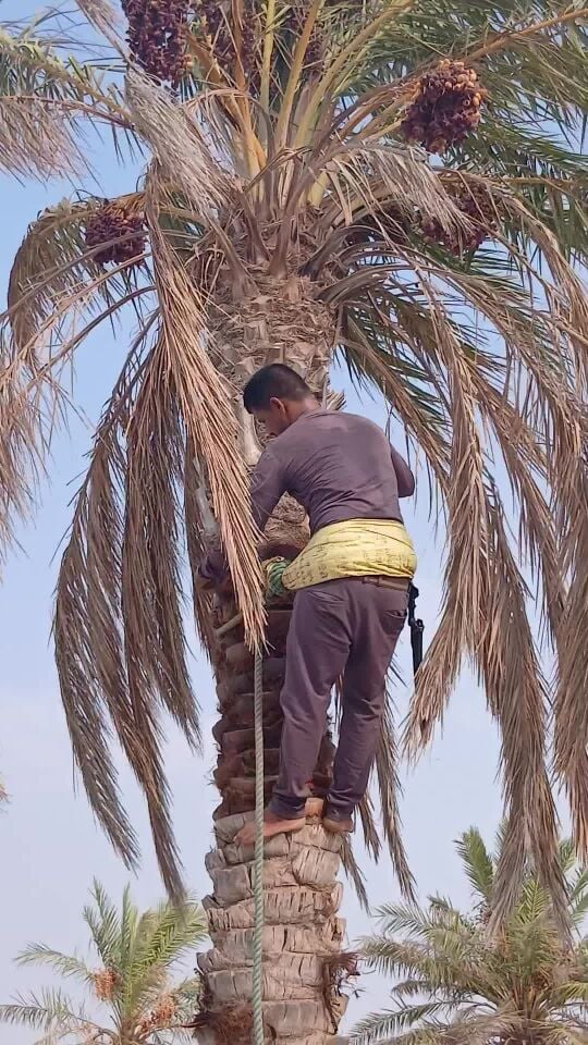 التكريب للنخيل والوشنطونيا
