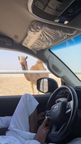 بكره