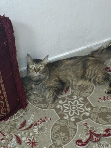قطة أنثى طويلة الشعر
