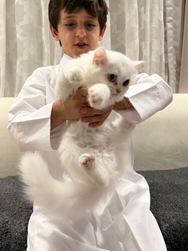 قطط 