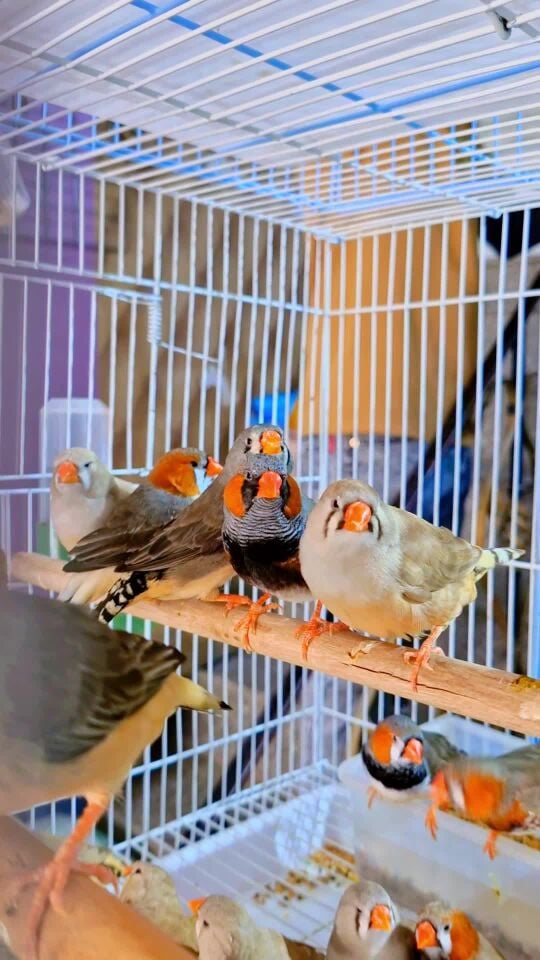 زبرا جامبو