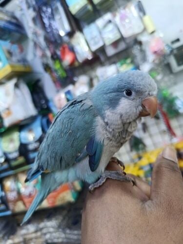 QUICKER PARROT