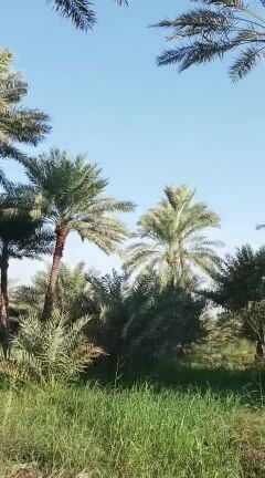 خدمات إعتناء وتكريب نخيل