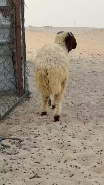 للبيع خروف طيب
