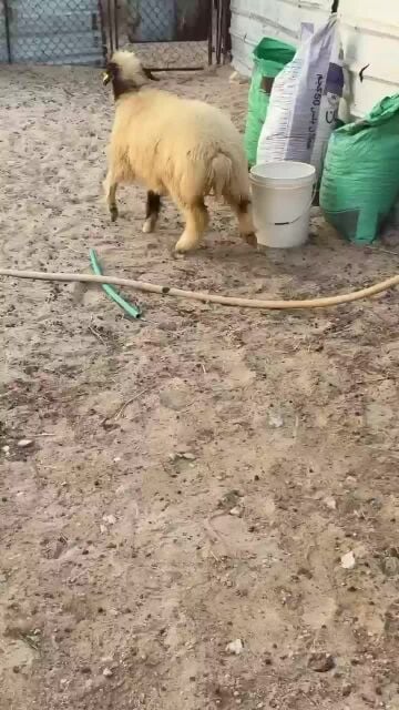 للبيع رخل طيبه فل شحم 