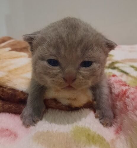 Scottish Fold Kittens ( pure )