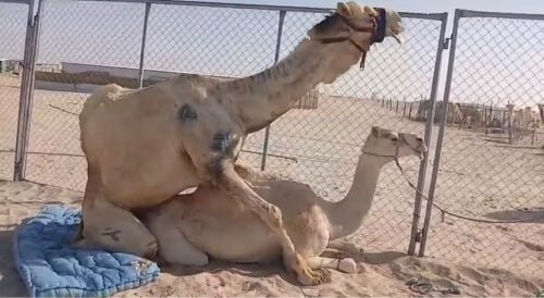 للبيع