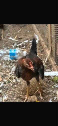 Male chicken