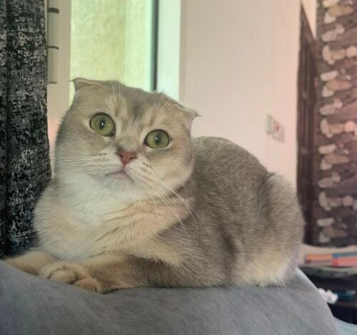 سكوتش فولد