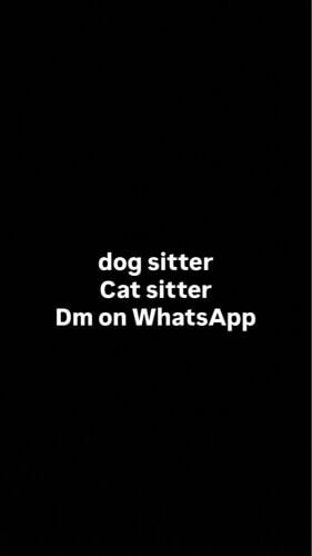 dog sitter , cat sitter(pet sitter)