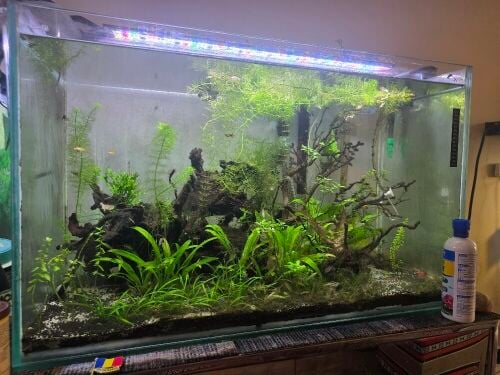 2 aquariums for sale