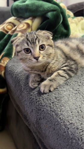 Scottish fold 
