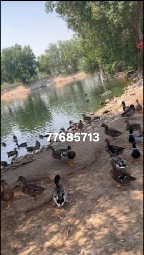 بط طيار درجة اولي للتوصل 77685713