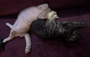 Scottish Fold Cats