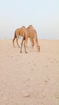 خلفة تحتها بكرة 