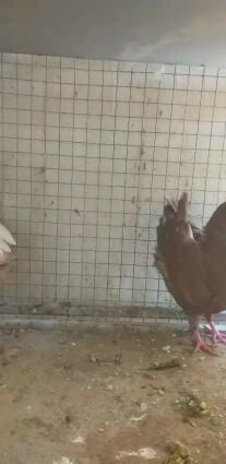 مودنا ٣ حبات