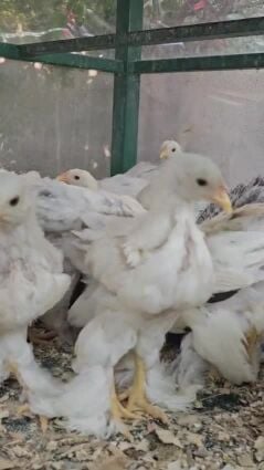 صيصان  براهما شهرين