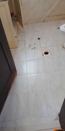 خدمه مكافحه الحشرات
