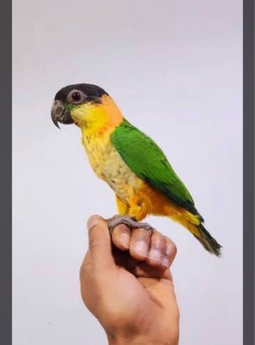 طائر الكايك