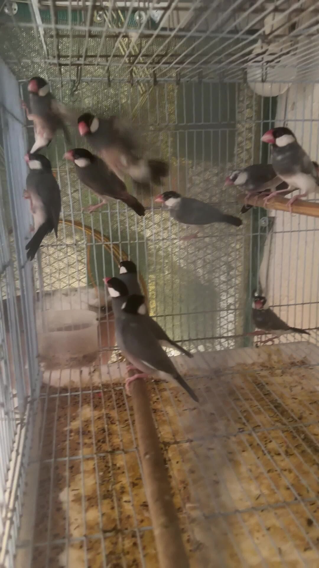 طير جاوه