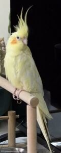 Female egg laying cocktail +cage