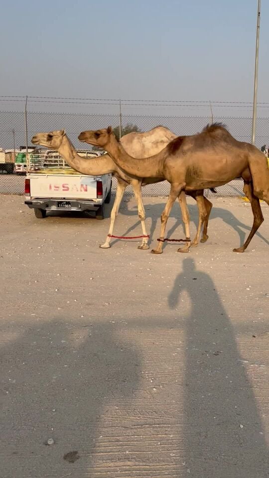 للبيع عشائر 