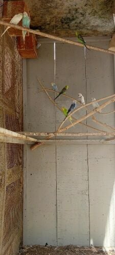 Big iron cage and birds