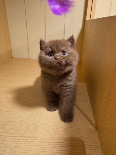British Shorthair Kitten