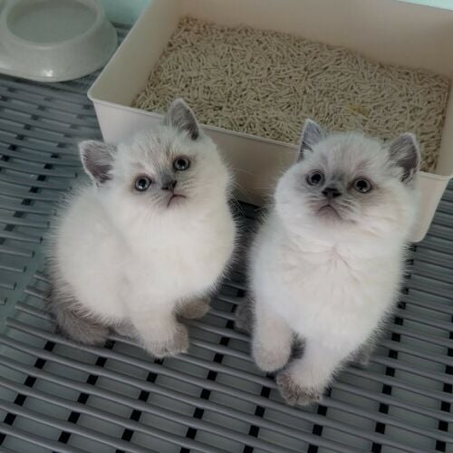 Ragdoll Kitten