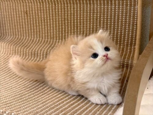 Munchkin Kitten