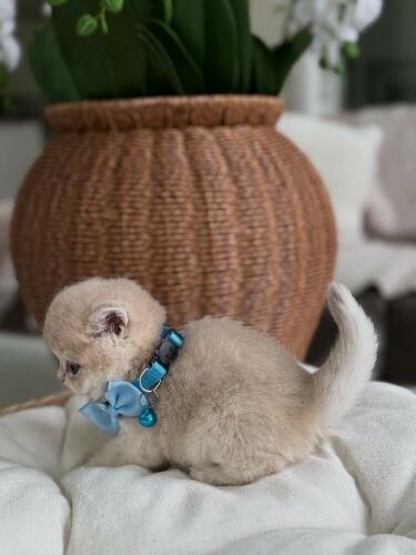 Purebred British shorthair Kitten
