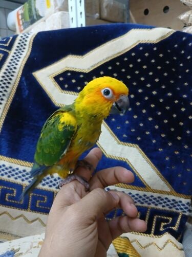 فرخ صن كنيور